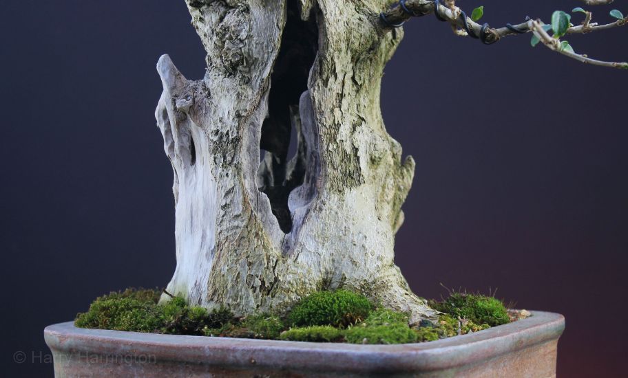 privet bonsai